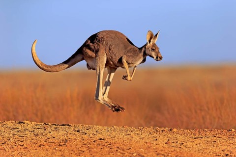 Red kangaroo