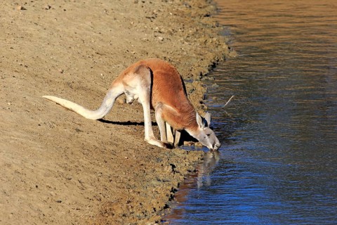Red kangaroo