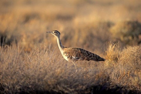 Australian bustard