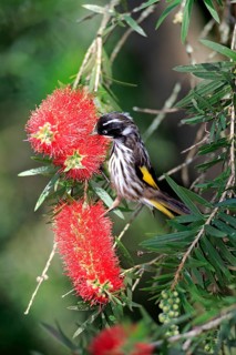 New holland honeyeater