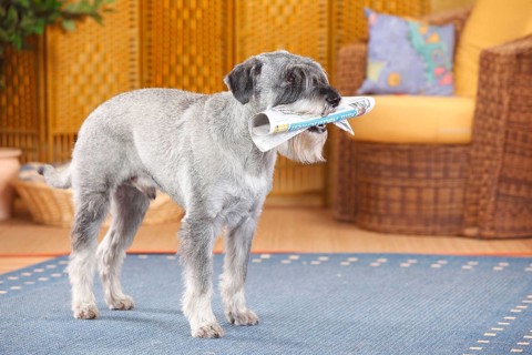 Medium Schnauzer