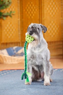 Medium Schnauzer