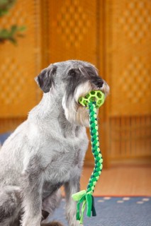 Medium Schnauzer
