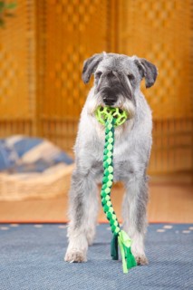 Medium Schnauzer