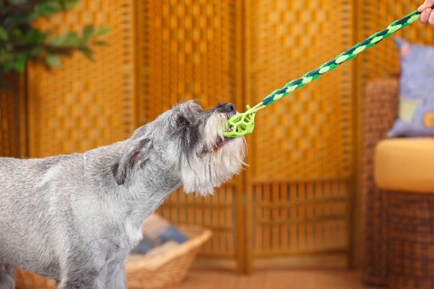 Medium Schnauzer