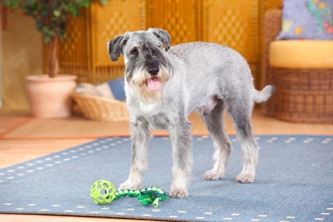 Medium Schnauzer
