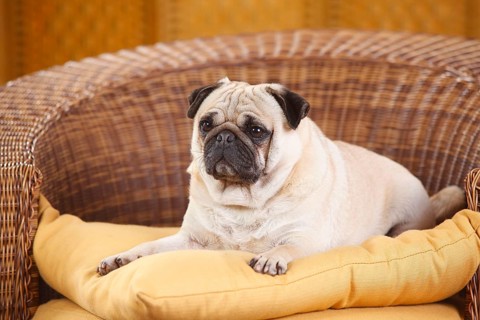 Pug