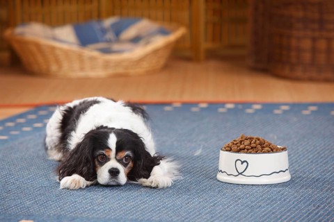 Cavalier King Charles Spaniel
