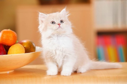 British Longhair