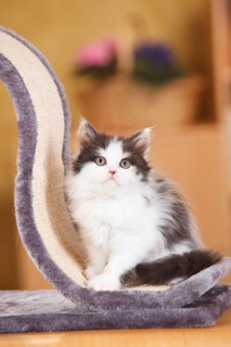 British longhair