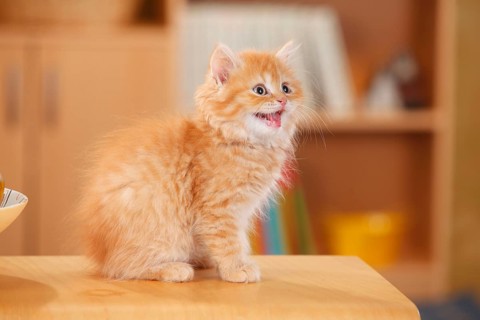 British Longhair