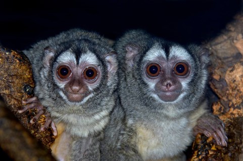 Eastern grey-throated night monkey