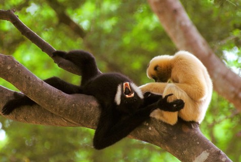 Northern northern white-cheeked gibbon
