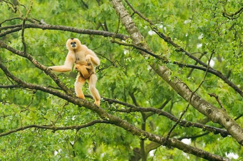 Northern northern white-cheeked gibbon