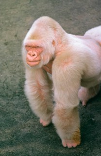 Western lowland gorilla