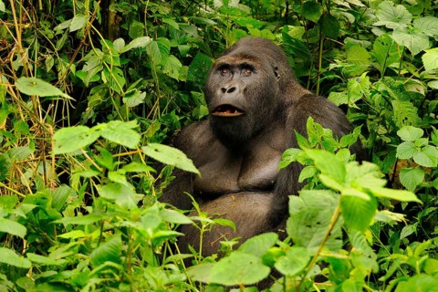 Eastern lowland gorilla
