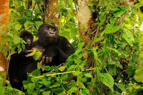 Eastern lowland gorilla