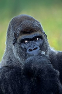 Western lowland gorilla