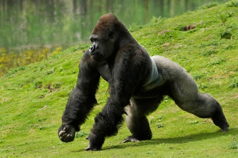 Western lowland gorilla