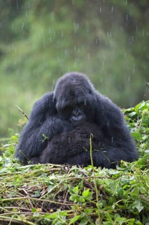 Mountain gorilla