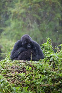 Mountain gorilla