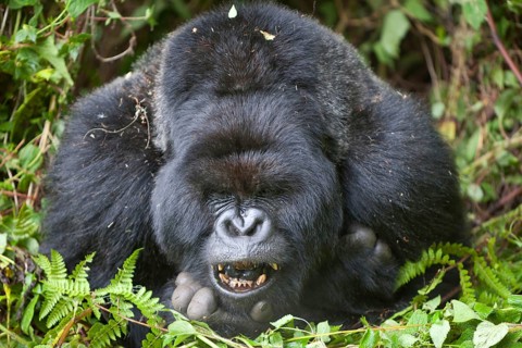 Mountain gorilla