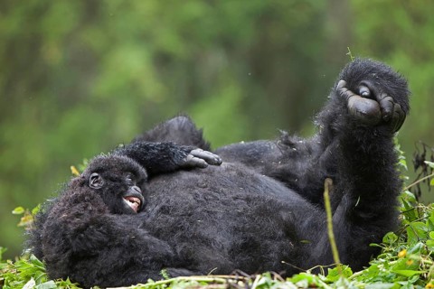Mountain gorilla