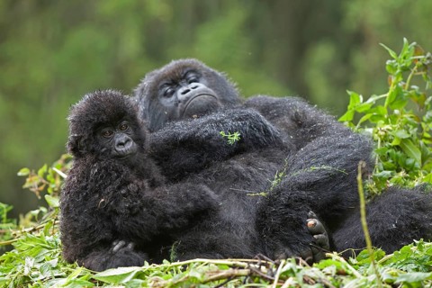 Mountain gorilla