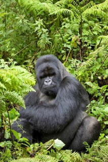 Mountain gorilla