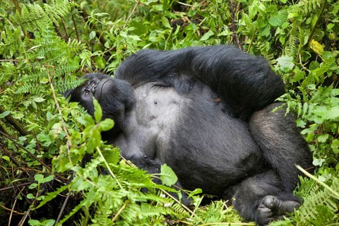 Mountain gorilla