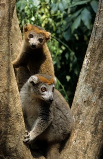 Crowned lemur