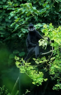 Laotian langur