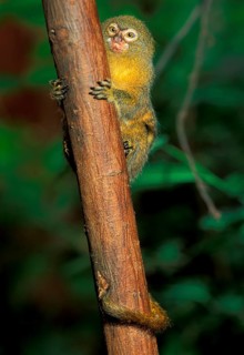 Pygmy marmoset