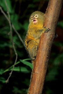 Pygmy marmoset