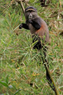 Golden Monkey