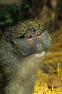 Allen's swamp monkey