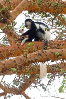 Guereza