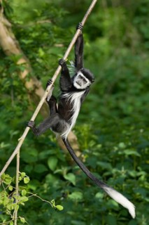 Western Guereza