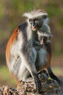 Zanzibar Red zanzibar red colobus
