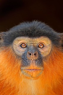 Western Red Colobus