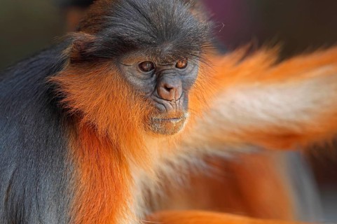 Western Red Colobus