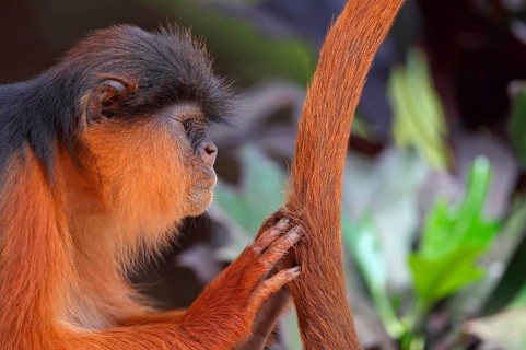 Western Red Colobus