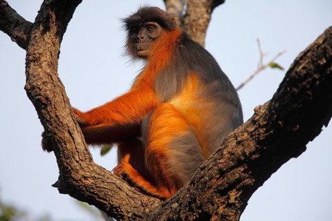 Western red colobus