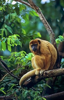 Black howler