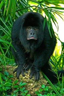 Black Howler