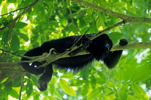 Guatemalan black howlers