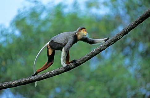 Red Shanked Douc Langur
