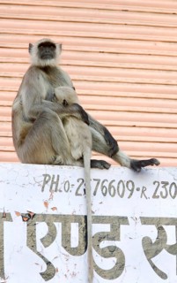 Common northern plains gray langur