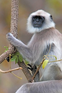 Common Langur