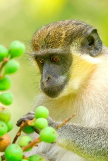 Callithrix Monkey
